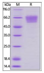 Human CD27, Mouse IgG2a Fc Tag, low endotoxin on SDS-PAGE under reducing (R) condition. The gel was stained overnight with Coomassie Blue. The purity of the protein is greater than 95%.